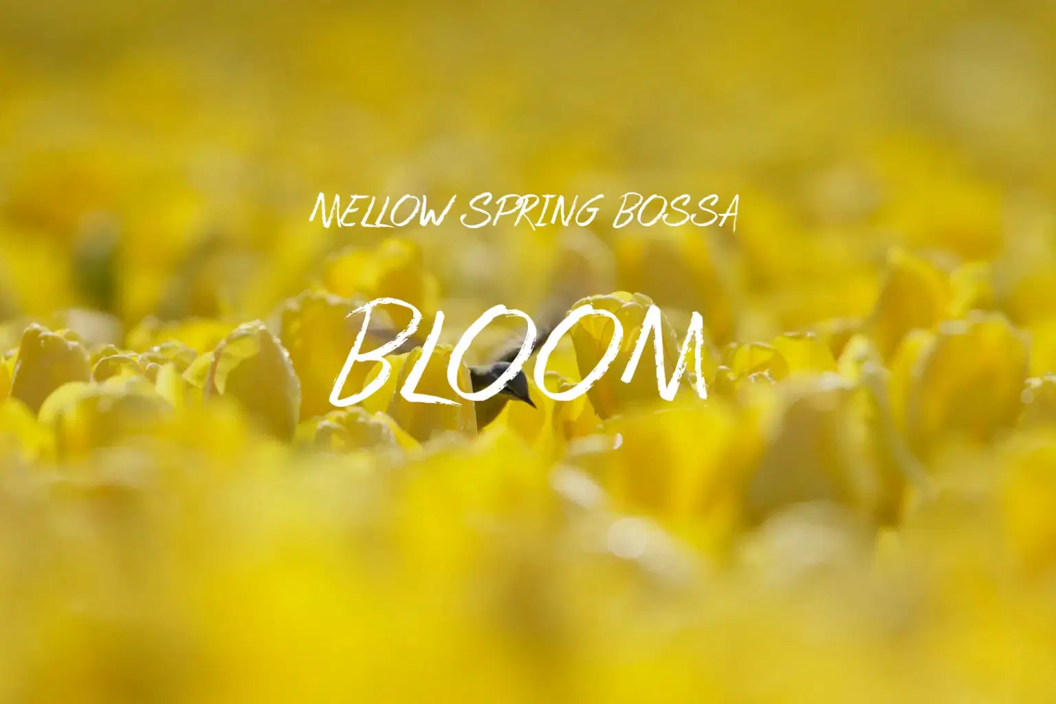 PK051 Bloom_cover.png