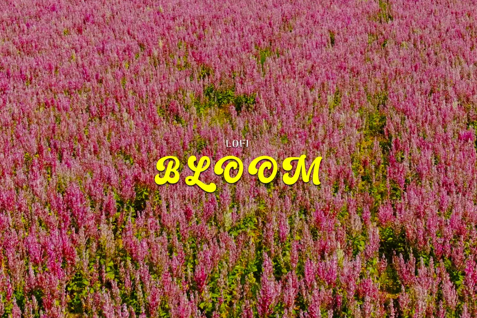 LF052 LoFi Bloom_cover.png