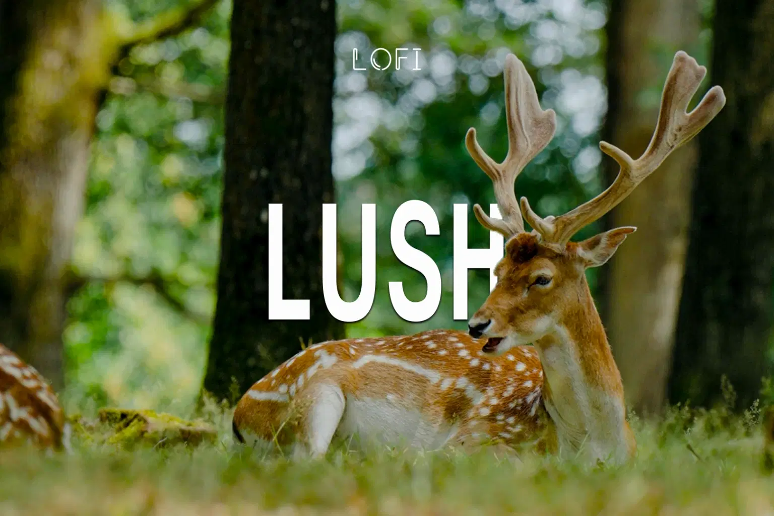 LF055 LoFi Lush_cover.png