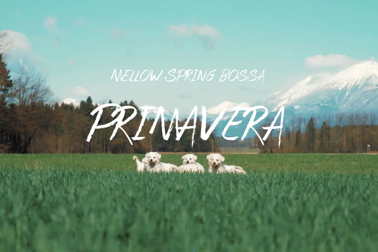 PK053 Primavera_cover.png