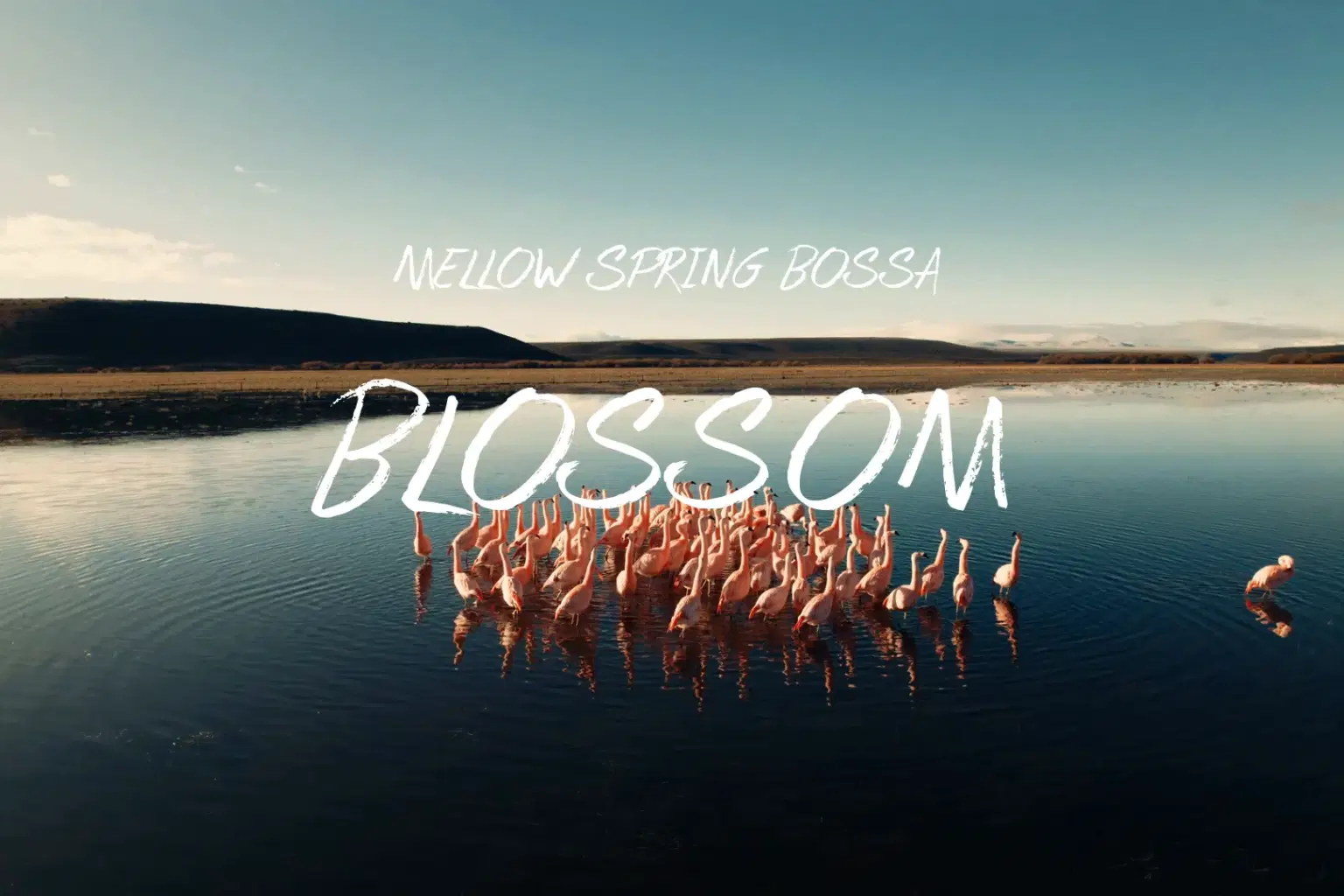 PK054 Blossom_cover.png